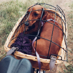 Велосипедная корзина для животных на багажник