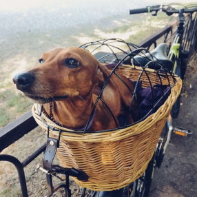 Велосипедная корзина для животных на багажник